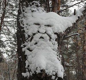 Snow covered trees in forest