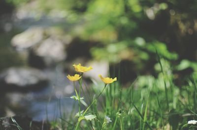 Close-up of yellow flowers blooming outdoors
