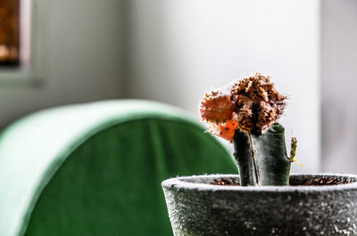 Close-up of potted plant at home