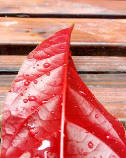 Close-up of water drops on red leaf