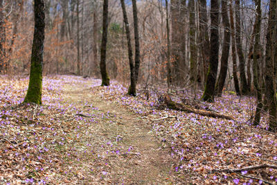 Scenic view of forest during autumn