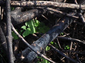 High angle view of plants growing on field in forest