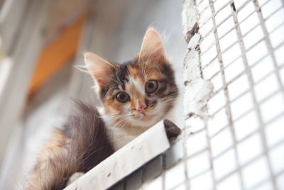 Close-up portrait of kitten