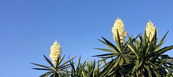 Low angle view of tree against clear blue sky