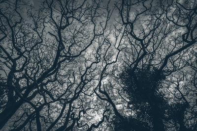 Low angle view of bare tree against sky