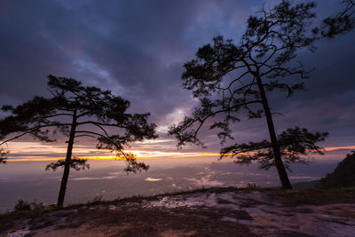 Silhouette trees by plants against sky during sunset