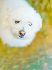 Close-up portrait of white dog