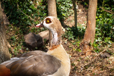 Close-up of bird on land