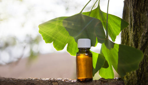 Close-up of green leaves in glass bottle on table