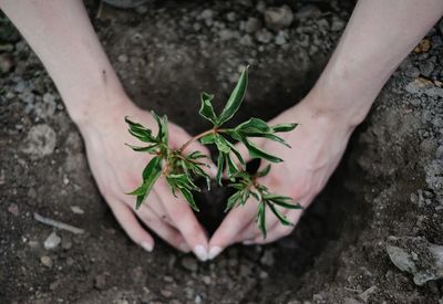 Girl planting a plant in the garden