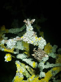Close-up of lichen on moss