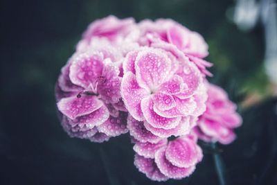 Close up of  carnation flower