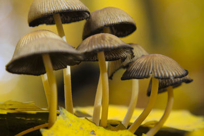 Close-up of mushrooms