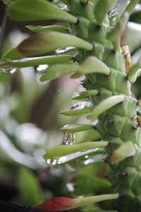 Close-up of succulent plant