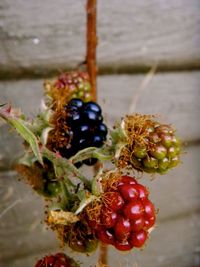 Close-up of red berries