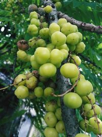 Low angle view of oranges growing on tree