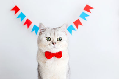 Portrait of cute white cat in a red bow tie, sitting on a white background 