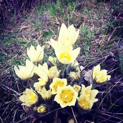 Close-up of yellow flower blooming in field