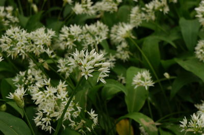 Close-up of white flowering plant leaves