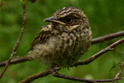 Close-up of bird perching on branch