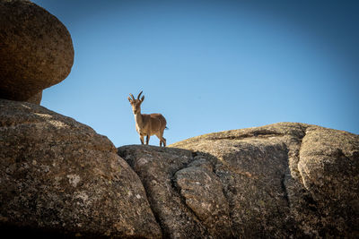 Low angle view of horse on rock against clear sky