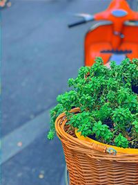 High angle view of potted plant on table
