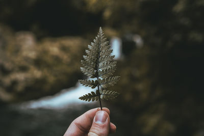 Close-up of person holding leaf