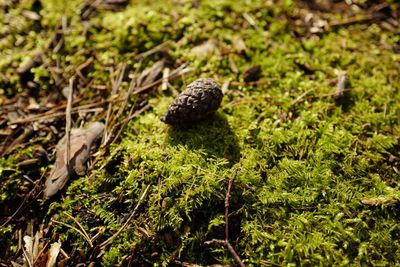 Close-up of plants growing in forest