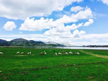 Cows grazing on field against sky