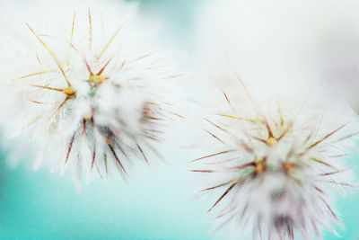 Close-up of plants