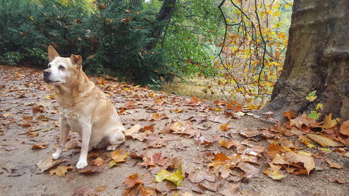 View of dog lying on ground