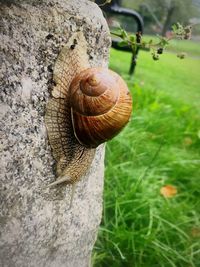 Close-up of snail