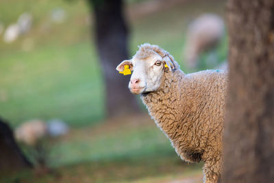 Portrait of an animal on field