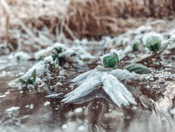 Close-up of frozen plant on land