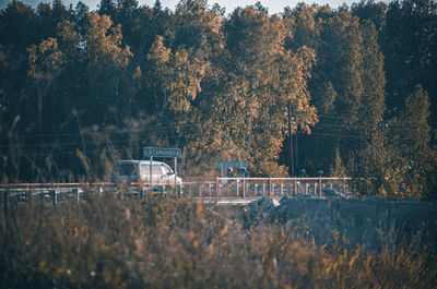 Trees in forest during autumn