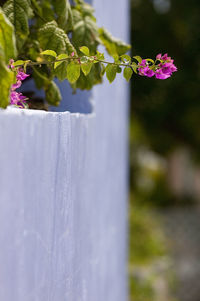 Close-up of purple flowering plant in wooden fence