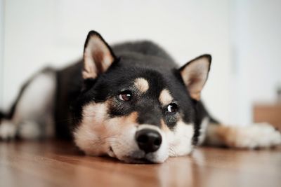 Close-up of dog lying on floor at home