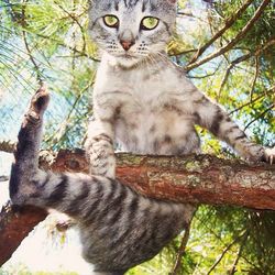 Cat on tree