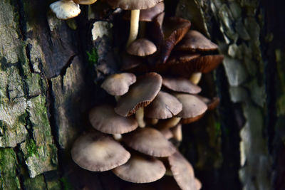 Close-up of mushrooms growing on tree trunk