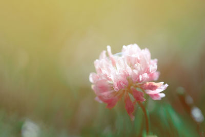 Close-up of pink flowering plant
