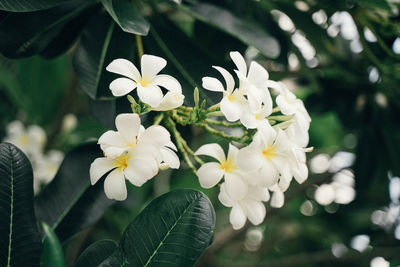 Close-up of white flowering plant