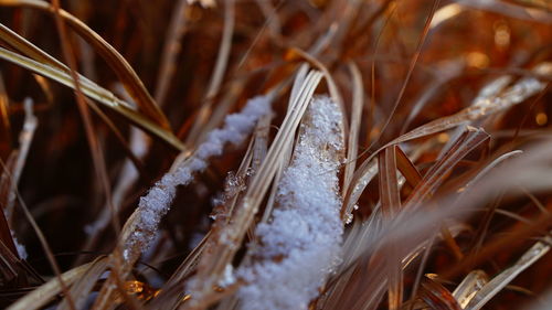 Close-up of frozen plant