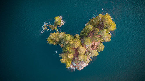 High angle view of swimming in sea