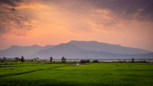 Scenic view of field against sky during sunset