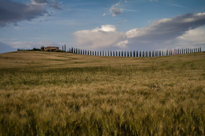 Scenic view of field against sky