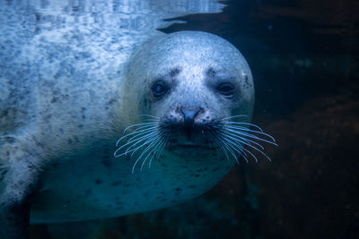 Close-up of seal swimming in sea