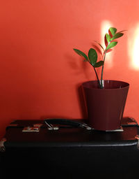 A flower pot with a small plant on the suitcase. an old suitcase is used in the interior.