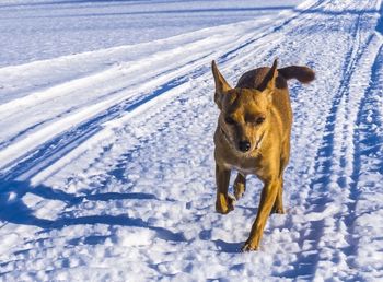Dog standing on snow covered landscape