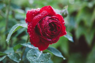 Close-up of red rose