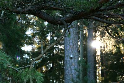 Low angle view of trees